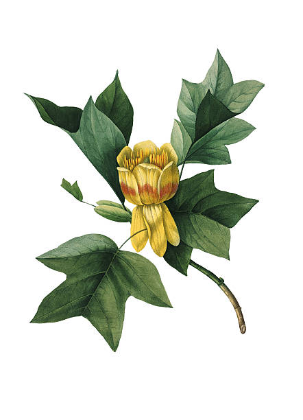 ilustrações, clipart, desenhos animados e ícones de tulipa flor de árvore/redoute ilustrações - white background yellow close up front view