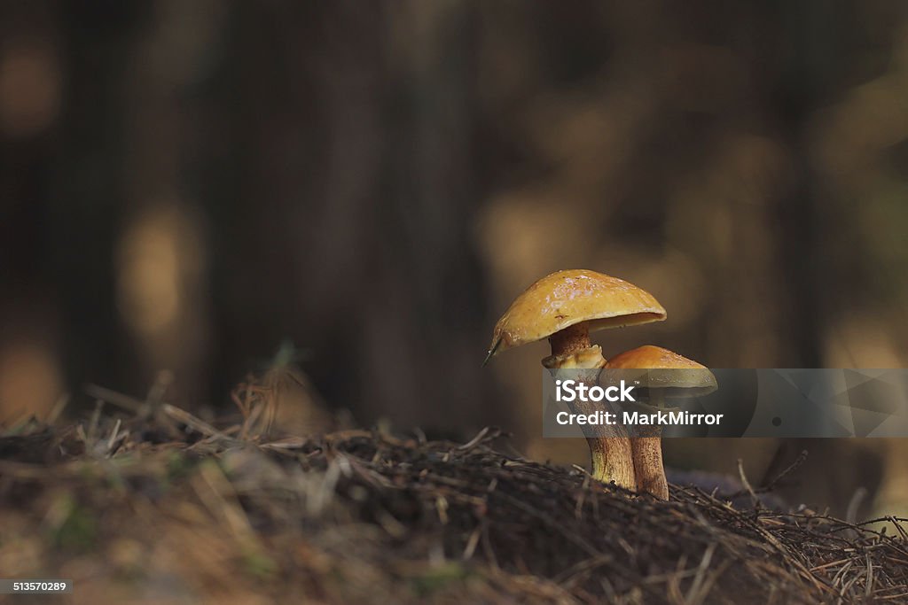 Slippery Jack or sticky bun mushrooms - Suillus luteus Autumn Stock Photo