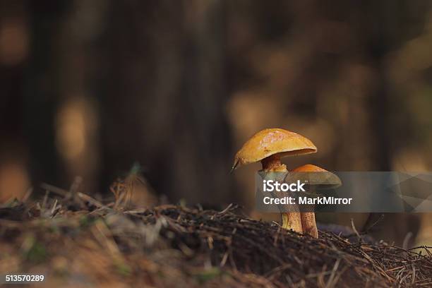 Slippery Jack Or Sticky Bun Mushrooms Suillus Luteus Stock Photo - Download Image Now