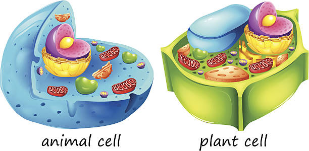 tieren und pflanzen zellen - organell stock-grafiken, -clipart, -cartoons und -symbole