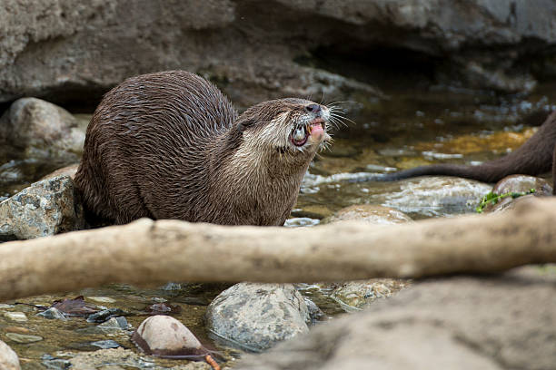 istock otter portrait close up on a creek background 513571157
