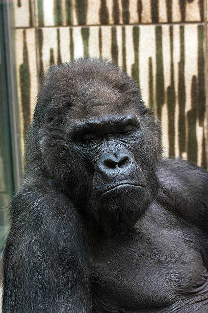 Western lowland gorilla - sad expression stock photo
