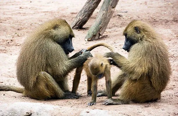 Guinea baboon family (Papio papio). Parents caring for the young.