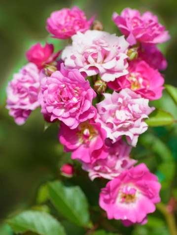 Aerosol hermosas rosas en el jardín photo