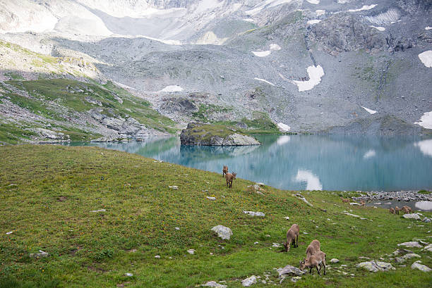 istock Capra caucasica, Caucasian National Park 513573285