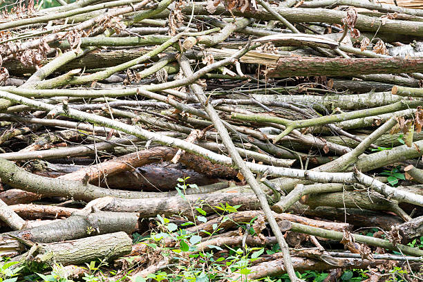 istock Bunch of felled trees 513573483
