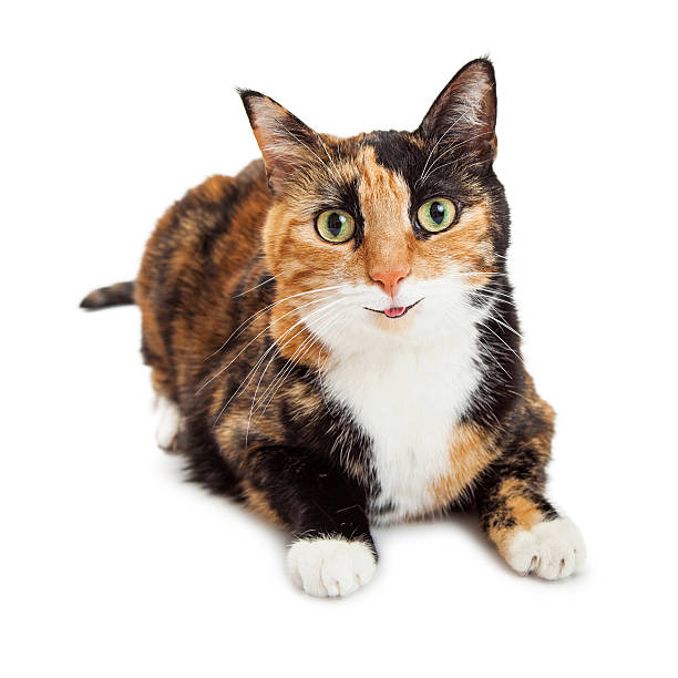 istock Happy Smiling Calico Cat 513581576