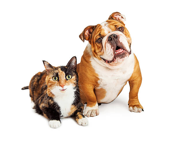 istock Happy Calico Cat and Dog Together 513581690