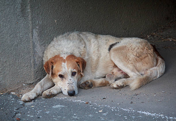 istock Sad homeless dog lying on the pavement. Pets 513581740