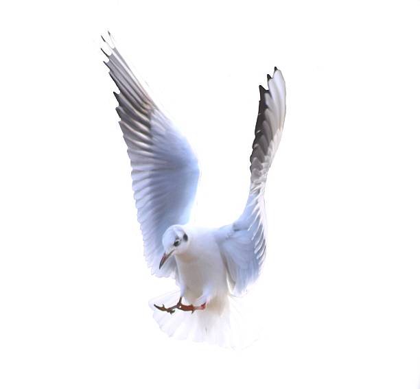 istock sea gull coastal bird in flight 513582522