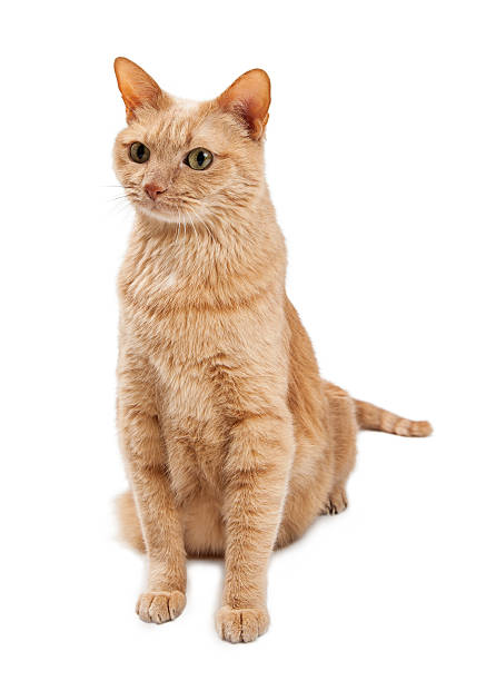 istock Pretty Orange Kitty Sitting on White 513582766