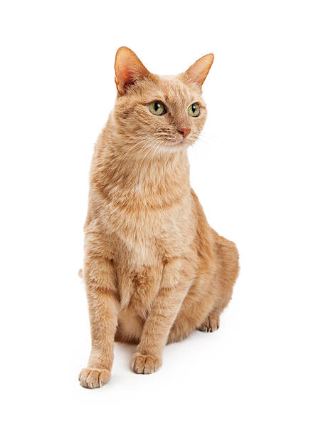 istock Orange Adult Cat Sitting Over White 513582816