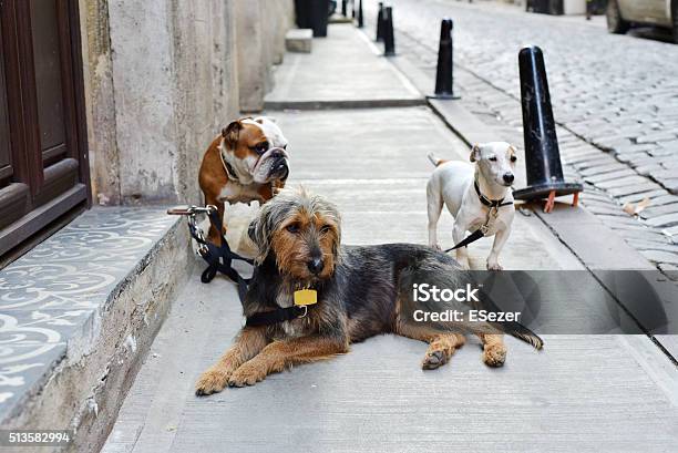 Dogs Are Waiting For Their Dog Walker Stock Photo - Download Image Now - Bulldog, Cute, Dog