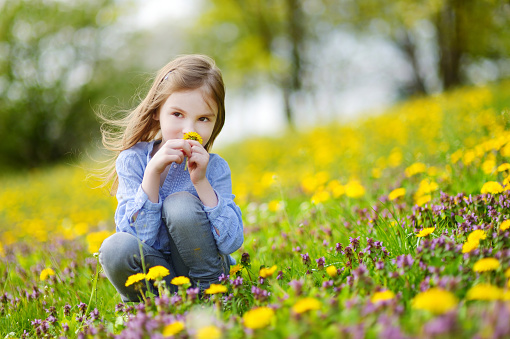 Adorable little girl in blooming dandelion flowers