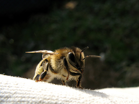 Bee primer plano photo