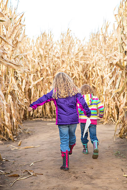 istock Two Young Girls Walking Through Autumn Corn Maze 513583464