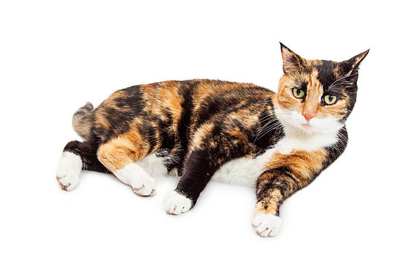 istock Pretty Calico Cat Laying ob White Background 513583752