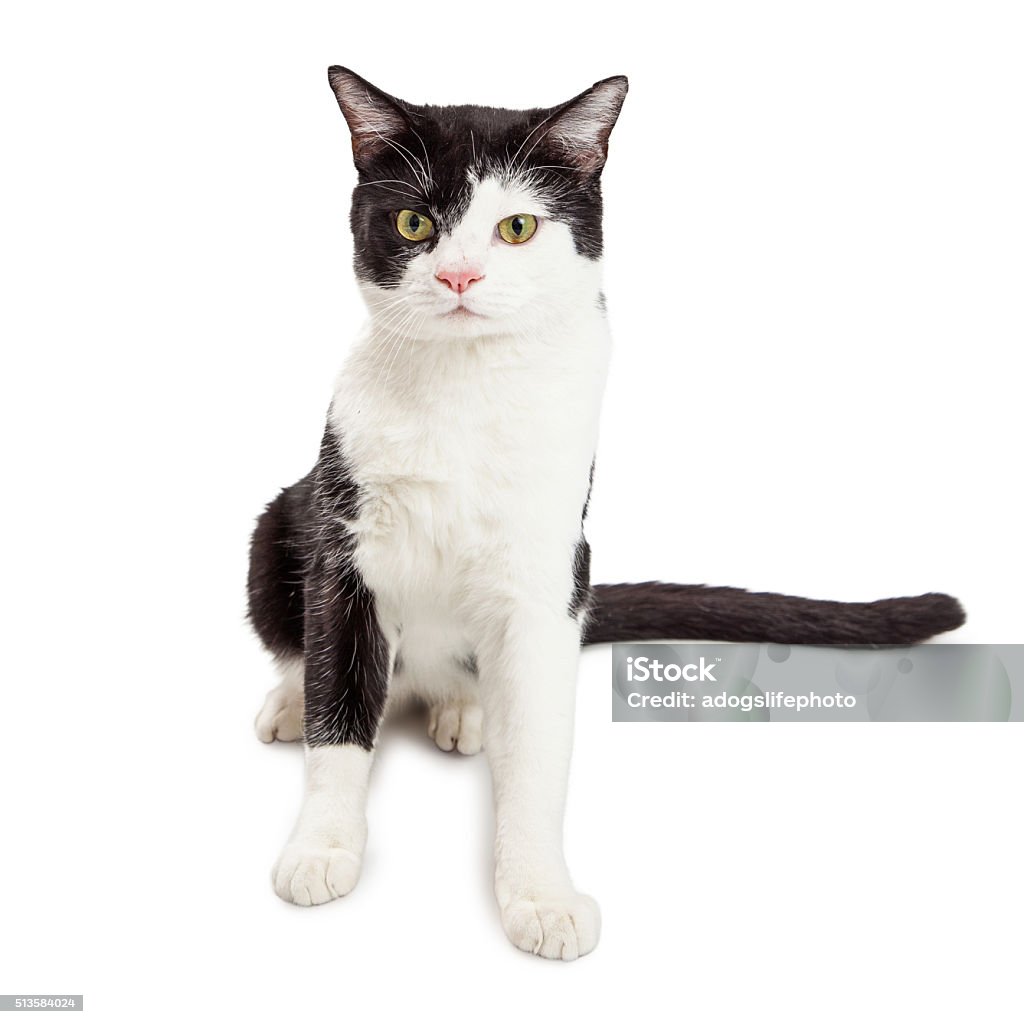 Kucing Tuksedo Hitam Putih Duduk Menatap Ke Depan Foto Stok - Unduh