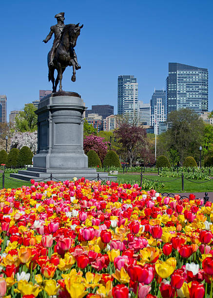 チューリップのボストンパブリックガーデン - boston public garden ストックフォトと画像