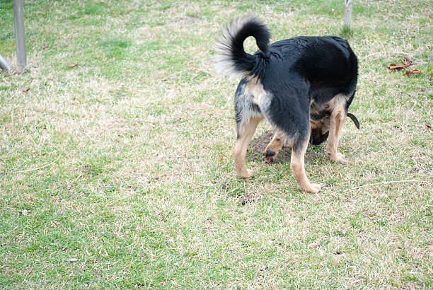 istock Dog playing in the yard 513586750