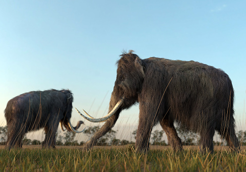 An illustration of a group of Woolly Mammoths grazing in a field in the morning sun.