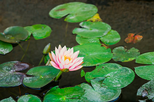 istock Pink lotus flower 513589306