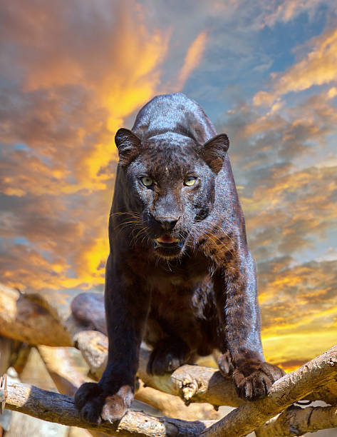 leopardo negro olhando câmera com beautyful céu ao pôr-do-sol - leopard prowling black leopard undomesticated cat - fotografias e filmes do acervo