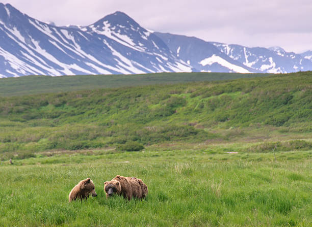 istock Bears in Grass with Snow Capped Mountains in Alaska 513591278