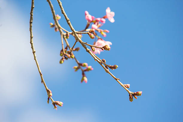 istock Bud of Cherry blossom branch 513591468