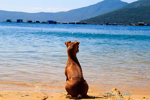Dog playing in nature.