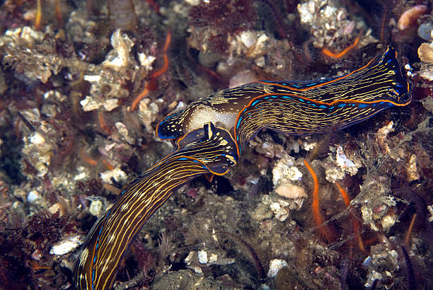 istock Sea slugs underwater at ocean reef 513592944