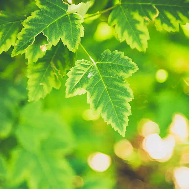 Photo of Rocky mountain maple leaves in soft sunlight