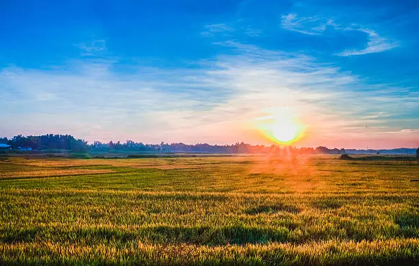 sunrise on the rice fielding at Quangngai province, vietnam