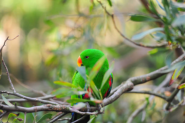 Eclectus Parrot in the wild Eclectus Parrot in the wild in Australia eclectus parrot australia stock pictures, royalty-free photos & images