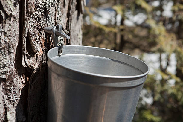 sap tropf in ahorn wasser eimer auf die ahorn baum - maple syrup tree sap stock-fotos und bilder