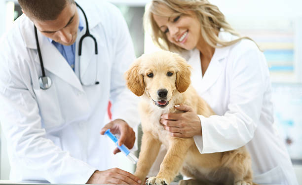 istock Vets giving shot to a puppy. 513595916