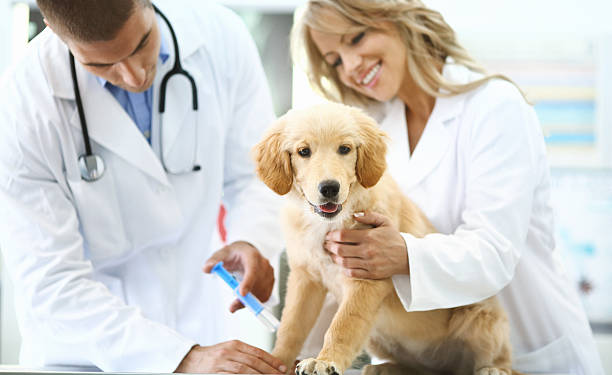 weterynarzy przekazywanie ujęcie do pieska ". - vet veterinary medicine puppy dog zdjęcia i obrazy z banku zdjęć