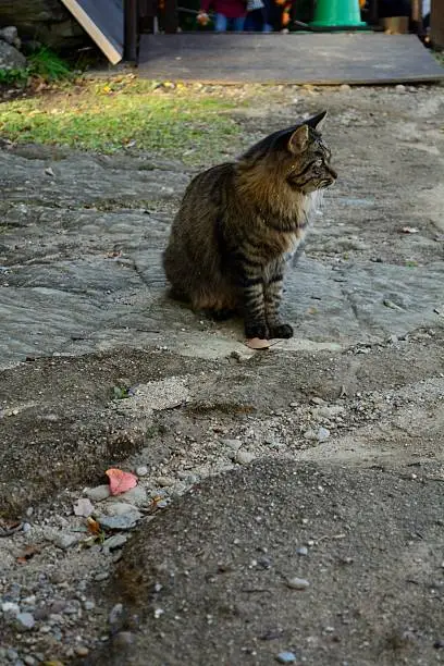 Cat I saw in the Japanese park.