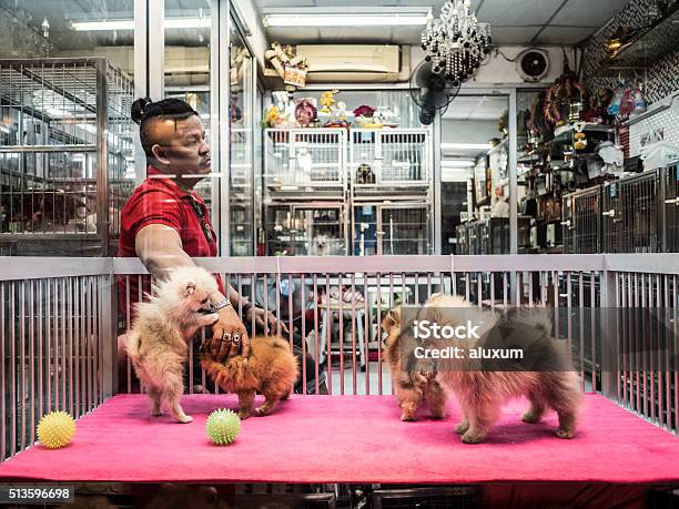 Pet Shop At Chatuchak Market Bangkok Thailand Stock Photo - Download Image  Now - Pomeranian, Puppy, Animal - iStock
