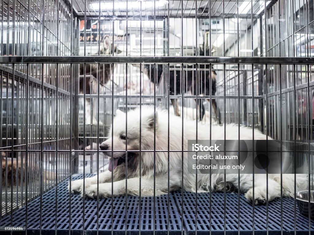 Samoyede Dog In Cage For Sale In Chatuchak Market Bangkok Stock Photo -  Download Image Now - iStock