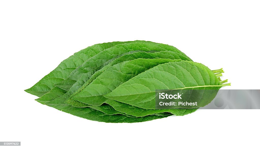 Adhatoda vasica or medicinal Basak leaf isolated on white Adhatoda vasica or medicinal Basak leaf isolated on white. Activity Stock Photo