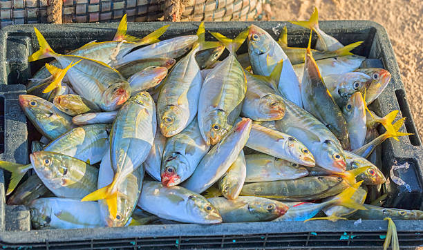istock New snapper catch from the sea 513597712
