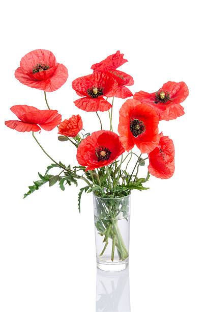 ramo de papaveráceas em jarra de vidro isolado sobre fundo branco - poppy flower petal stamen imagens e fotografias de stock