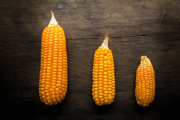 istock Yellow dried corn on wooden table. 513600026