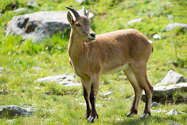 istock Caucasian National Park 513600825