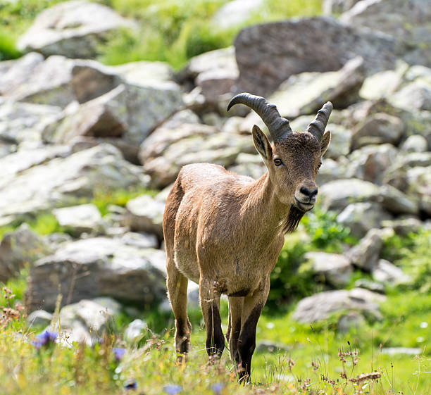 istock West Caucasian tur, Caucasian National Park 513600829
