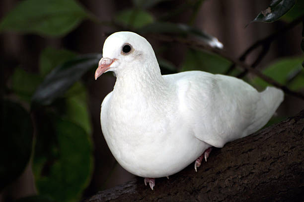 White Dove Stock Photo - Download Image Now - Animal, Bird, Close