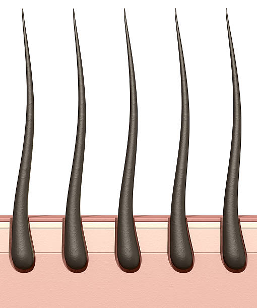 istock Hair Roots Cross Section 513601161