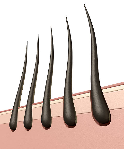 istock Hair Roots Cross Section 513601163