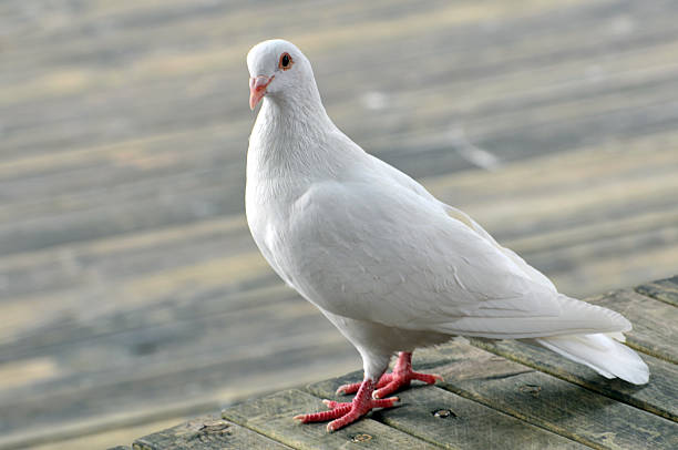 white-dove.jpg?s=612x612&w=0&k